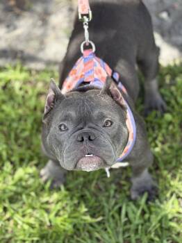 Scarlett -  English Bulldog Dog for Adoption in Tifton, Georgia - Scarlett | PetCurious
