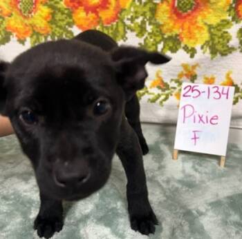 Rescue Labrador Retriever and Mixed Breed Dogs for Adoption in Barnesville, Georgia - 25-134 Pixie | PetCurious