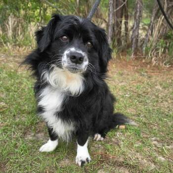 Pomeranian and Chihuahua Dogs Available for Adoption in Foley, Alabama - Ollie | PetCurious