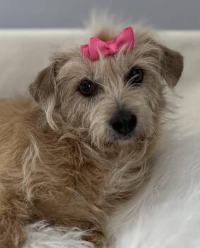 Hartley -  Wirehaired Terrier Dog for Adoption in Lawrenceville, Georgia - Hartley | PetCurious