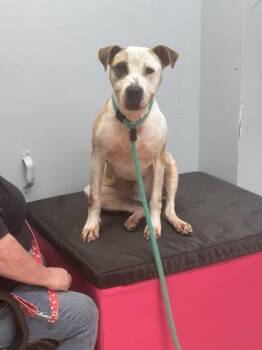 Rescue Pit Bull Terrier Dogs for Adoption in Philadelphia, Pennsylvania - Stan T. Rex | PetCurious