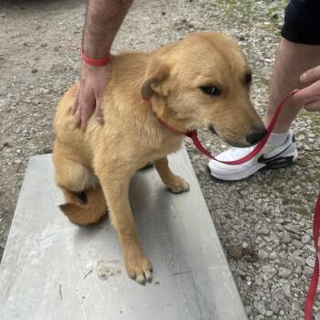 Freya -  Mixed Breed Dog Available for Adoption in Corinth, Mississippi - Freya | PetCurious