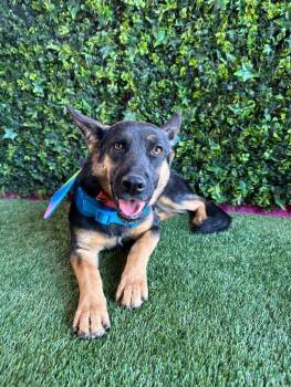 German Shepherd Dog and Mixed Breed Dogs Available for Adoption in Carlsbad, California - Kristan-One Of Our Amazing Rescue Dogs | PetCurious
