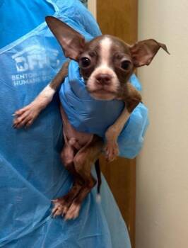 Penny -  Boston Terrier Dog for Adoption in Kennewick, Washington - Penny | PetCurious
