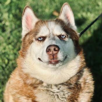 Teddy Ruxpin -  Husky Dog for Adoption in State College, Pennsylvania - Teddy Ruxpin | PetCurious
