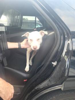 SNOW WHITE -  American Staffordshire Terrier Dog for Adoption in San Antonio, Texas - SNOW WHITE | PetCurious