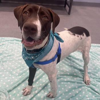 Taz -  Mixed Breed Dog for Adoption in Canal Winchester, Ohio - Taz | PetCurious