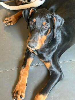 Maverick -  Doberman Pinscher Dog for Adoption in Ayden, North Carolina - Maverick | PetCurious