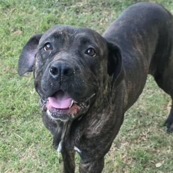 Renata -  Cane Corso Dog for Adoption in Bryan, Texas - Renata | PetCurious