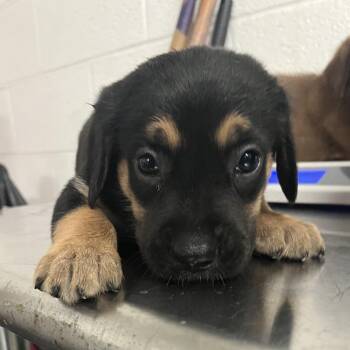Baby Bean -  Labrador Retriever Dog for Adoption in Edinburg, Texas - Baby Bean | PetCurious