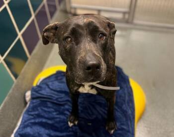 Staffordshire Bull Terrier and Mixed Breed Dogs Available for Adoption in Houston, Texas - PRIMA | PetCurious