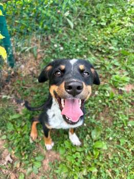 JAYLA -  Hound Dog for Adoption in St. Peters, Missouri - JAYLA | PetCurious