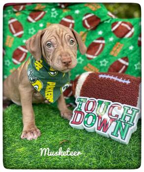 Musketeer -  American Staffordshire Terrier Dog for Adoption in Sebring, Florida - Musketeer | PetCurious