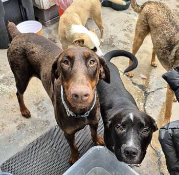 Rescue Boxer and Black Labrador Retriever Dogs for Adoption in Manhattan Beach, California - My Name Is Luca Again!! | PetCurious