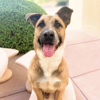 Briggs -  Shepherd Dog for Adoption in Scottsdale, Arizona - Briggs | PetCurious