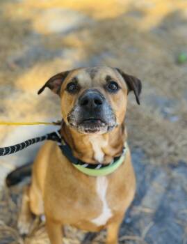 Rescue Labrador Retriever and Rottweiler Dogs for Adoption in Lacey Township, New Jersey - Simba | PetCurious