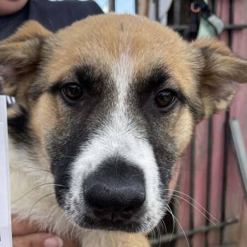 Dodger -  Mixed Breed Dog for Adoption in Hemet, California - Dodger | PetCurious