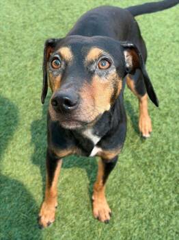 Chispa -  Miniature Pinscher Dog for Adoption in Portland, Maine - Chispa | PetCurious