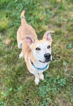 Rescue Mixed Breed Dogs for Adoption in Neenah, Wisconsin - Mozze | PetCurious