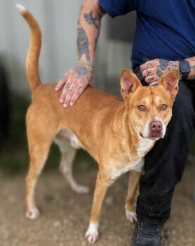 Spencer -  Carolina Dog Dog for Adoption in Wantagh, New York - Spencer | PetCurious