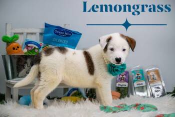 Lemongrass -  Border Collie and Australian Shepherd Dog for Adoption in Sevierville, Tennessee - Lemongrass | PetCurious