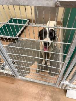 BUDDY -  Pointer and Mixed Breed Dog for Adoption in Texas City, Texas - BUDDY | PetCurious