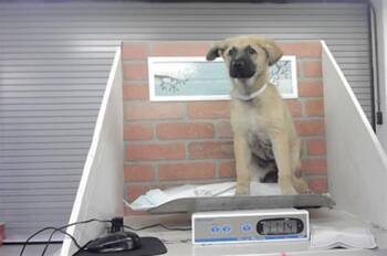 A2089196 -  German Shepherd Dog and Mixed Breed Dog for Adoption in Houston, Texas - A2089196 | PetCurious