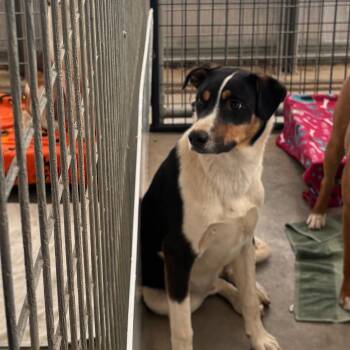 Coonhound Dogs Available for Adoption in Taos, New Mexico - Snoopy | PetCurious