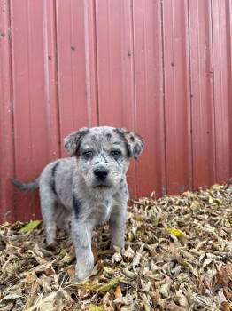 Oatmeal Raisin -  Cattle Dog Dog for Adoption in Grand Forks, North Dakota - Oatmeal Raisin | PetCurious