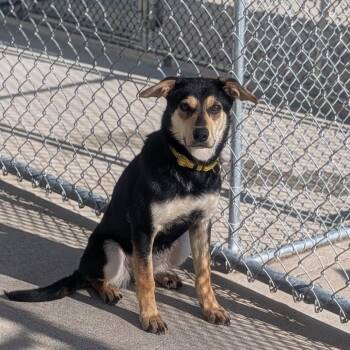 Sox -  German Shepherd Dog and Mixed Breed Dog for Adoption in Prairie Du Chien, Wisconsin - Sox | PetCurious