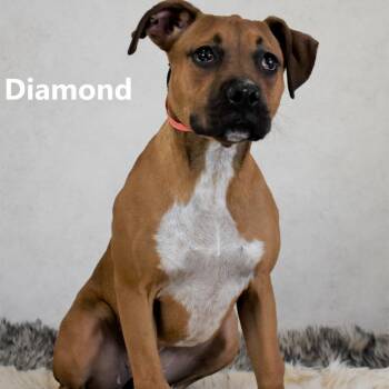 Rescue Boxer Dogs for Adoption in Yuma, Arizona - Eerie | PetCurious