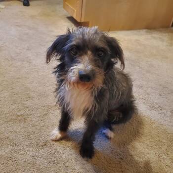 Jillie -  Terrier Dog for Adoption in Santa Fe, Texas - Jillie | PetCurious