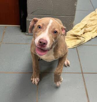 Meyers -  Mixed Breed Dog for Adoption in Nashville, Tennessee - Meyers | PetCurious