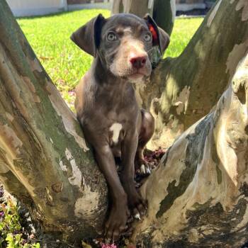 Hendrix -  Labrador Retriever and Catahoula Leopard Dog Dog for Adoption in Abbotsford, British Columbia - Hendrix | PetCurious