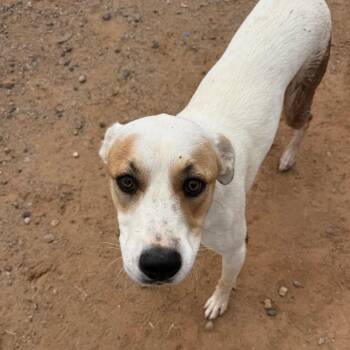 Panda -  Mixed Breed Dog for Adoption in Casa Grande, Arizona - Panda | PetCurious