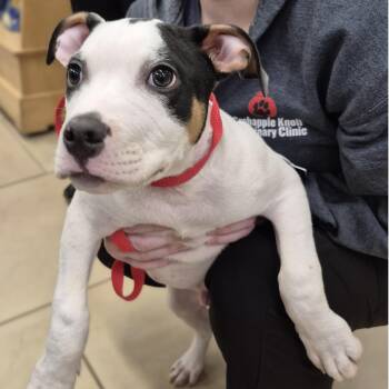 American Staffordshire Terrier and Mixed Breed Dogs Available for Adoption - PUPPY:  Huckleberry ~~ VISIT ME AT CRABAPPLE KNOLL | PetCurious