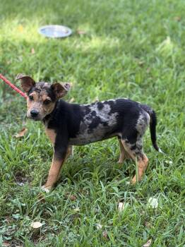 COWBOY -  Hound Dog for Adoption in Locust Fork, Alabama - COWBOY | PetCurious