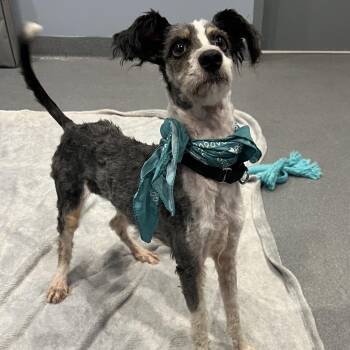 Sunflower -  Mixed Breed Dog for Adoption in Canal Winchester, Ohio - Sunflower | PetCurious