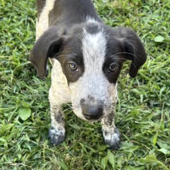 Rescue Mixed Breed Dogs for Adoption in South Charleston, Ohio - Comet | PetCurious