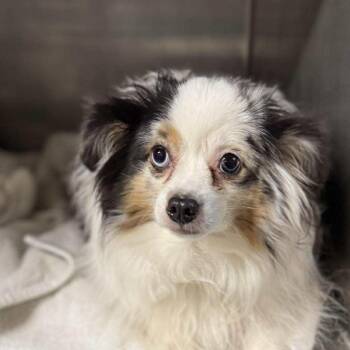 Australian Shepherd Dogs Available for Adoption - Gizmo | PetCurious