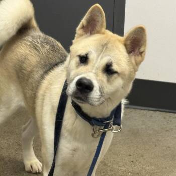 Zoey -  Akita and Mixed Breed Dog for Adoption in Avon, Ohio - Zoey | PetCurious