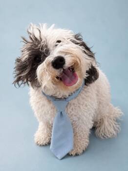 Charley -  Miniature Poodle Dog for Adoption in Houston, Texas - Charley | PetCurious