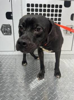 Mixed Breed Dogs Available for Adoption in Palmetto, Florida - A135273 | PetCurious