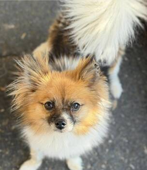 Trixie -  Pomeranian Dog for Adoption in Larkfield-wikiup, California - Trixie | PetCurious