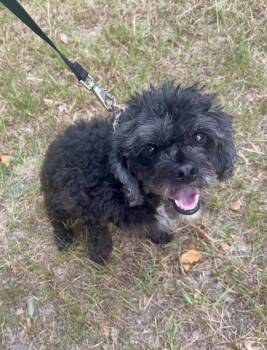 Rox -  Poodle Dog for Adoption in Pottstown, Pennsylvania - Rox | PetCurious