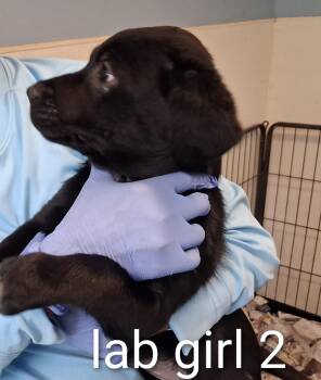 Rianna -  Black Labrador Retriever Dog for Adoption in Maynardville, Tennessee - Rianna | PetCurious