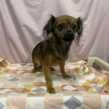 A612652 -  Chihuahua Dog for Adoption in Modesto, California - A612652 | PetCurious