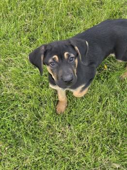 Hound and Belgian Shepherd Malinois Dogs Available for Adoption in Holiday Hills, Illinois - Shiloh | PetCurious