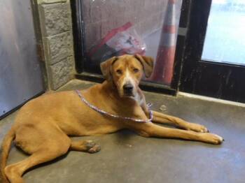 HORSE -  Great Dane and Mixed Breed Dog for Adoption in Tulsa, Oklahoma - HORSE | PetCurious