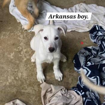 Arkansas -  Yellow Labrador Retriever and Shepherd Dog for Adoption in Belfair, Washington - Arkansas | PetCurious